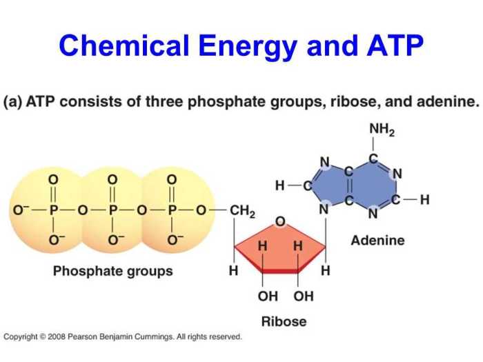 Pogil atp the free energy carrier answers