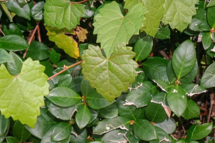 Shaped heart leaves vine rambling wren past summer planted