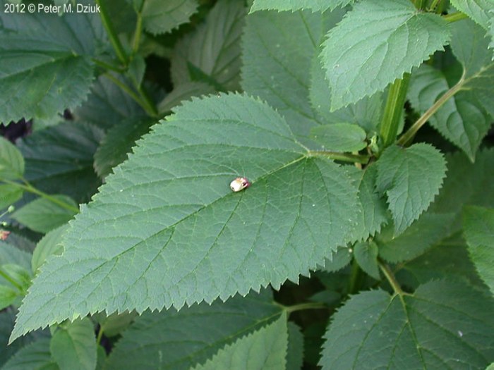 Vine serrated edges leaf grapes grapevines wild around do muscadines wfsu characteristic woody shaped heart