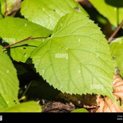 Heart shaped leaf with serrated edges