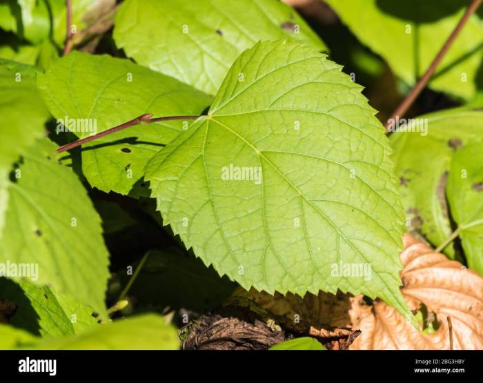 Heart shaped leaf with serrated edges