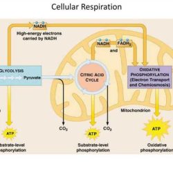 Respiration cellular pogil atp flowchart glucose glycolysis carbohydrates carrier quizlet wasfa energy photosynthesis biology