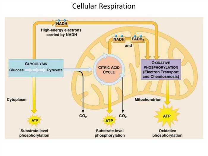 Respiration cellular pogil atp flowchart glucose glycolysis carbohydrates carrier quizlet wasfa energy photosynthesis biology