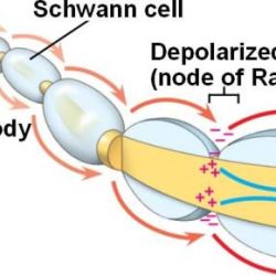 Myelin conduction velocity axon sheath myelinated umn pressbooks