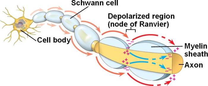 Myelin conduction velocity axon sheath myelinated umn pressbooks