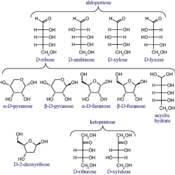 Answer arabinose its step