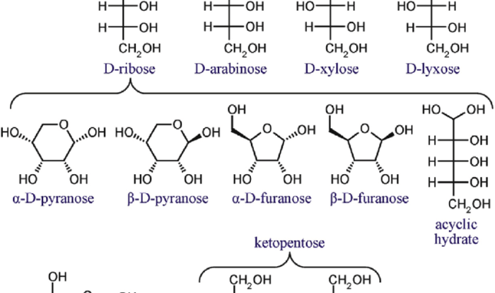 Answer arabinose its step