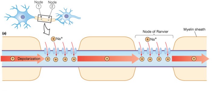 Check all that apply as characteristics of myelinated axons.