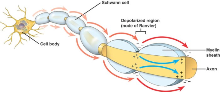 Check all that apply as characteristics of myelinated axons.